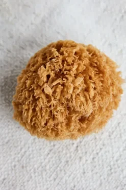 Hot - pesusieni, Sponge Bahamas Kylpyhuonetarvikkeet