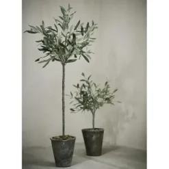 New Oliivipuu H44cm Piha Ja Terassi|Oliivipuut