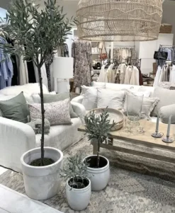 New Oliivipuu H44cm Piha Ja Terassi|Oliivipuut