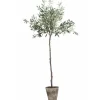 Sale Oliivipuu H160cm Piha Ja Terassi|Oliivipuut