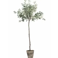 Sale Oliivipuu H160cm Piha Ja Terassi|Oliivipuut